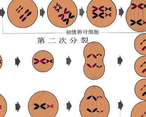 重庆三代试管助孕费用揭秘：影响价格的关键因素